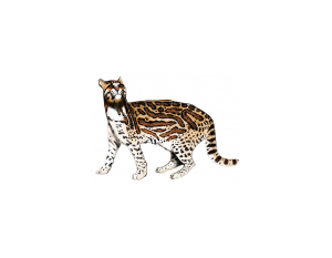 felidae_infografia_pelopanton