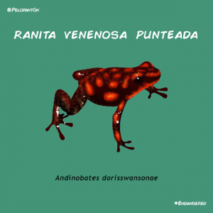 ranita_venenosa_punteada