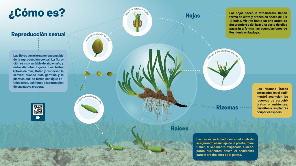 Cómo es la Posidonia oceanica. Reproducción sexual, Hojas, Rizomas y Raíces.